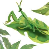  ANIA Japanese Giant Mantis - Bọ Ngựa 