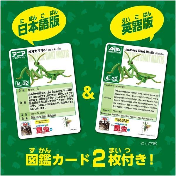  ANIA Japanese Giant Mantis - Bọ Ngựa 