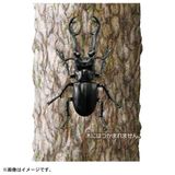  ANIA AS-40 Prosopocoilus Giraffa - Bọ Kẹp Kìm Hươu Cao Cổ 