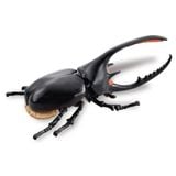  ANIA AL-39 Neptune Beetle - Bọ cánh cứng 
