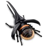  ANIA AL-39 Neptune Beetle - Bọ cánh cứng 