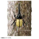  ANIA AS-38 Hercules Beetle - Bọ Cánh Cứng Lực Sĩ 