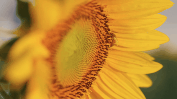 Ống kính Cine Macro SIRUI Jupiter 24mm T2 Full-frame