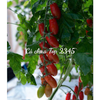 GÓI 5 HẠT GIỐNG CÀ CHUA TRÁI CÂY CHERRY TOP 2345