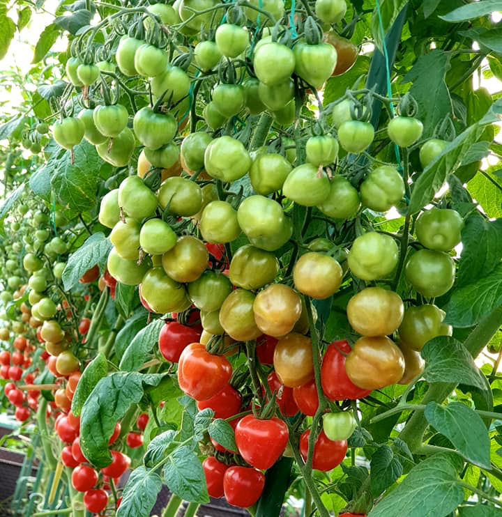 GÓI 5 HẠT GIỐNG CÀ CHUA CHERRY DÂU ĐỎ SIÊU NGỌT