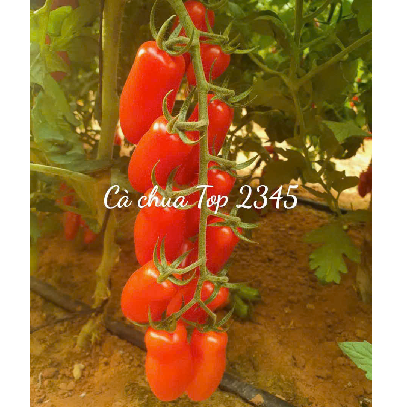 GÓI 5 HẠT GIỐNG CÀ CHUA TRÁI CÂY CHERRY TOP 2345