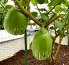 HẠT GIỐNG CÀ DỪA THÁI