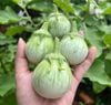 HẠT GIỐNG CÀ NGỌT THÁI F1