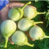 HẠT GIỐNG CÀ NGỌT THÁI F1