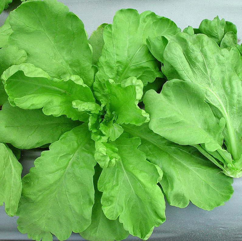 GÓI 3 GRAM HẠT GIỐNG CẢI CÚC NẾP ĐÀI LOAN