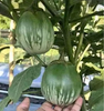 HẠT GIỐNG CÀ DỪA THÁI