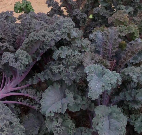 GÓI 50 HẠT GIỐNG CẢI KALE TÍM SCARLET