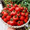 GÓI 5 HẠT GIỐNG CÀ CHUA CHERRY DÂU ĐỎ SIÊU NGỌT