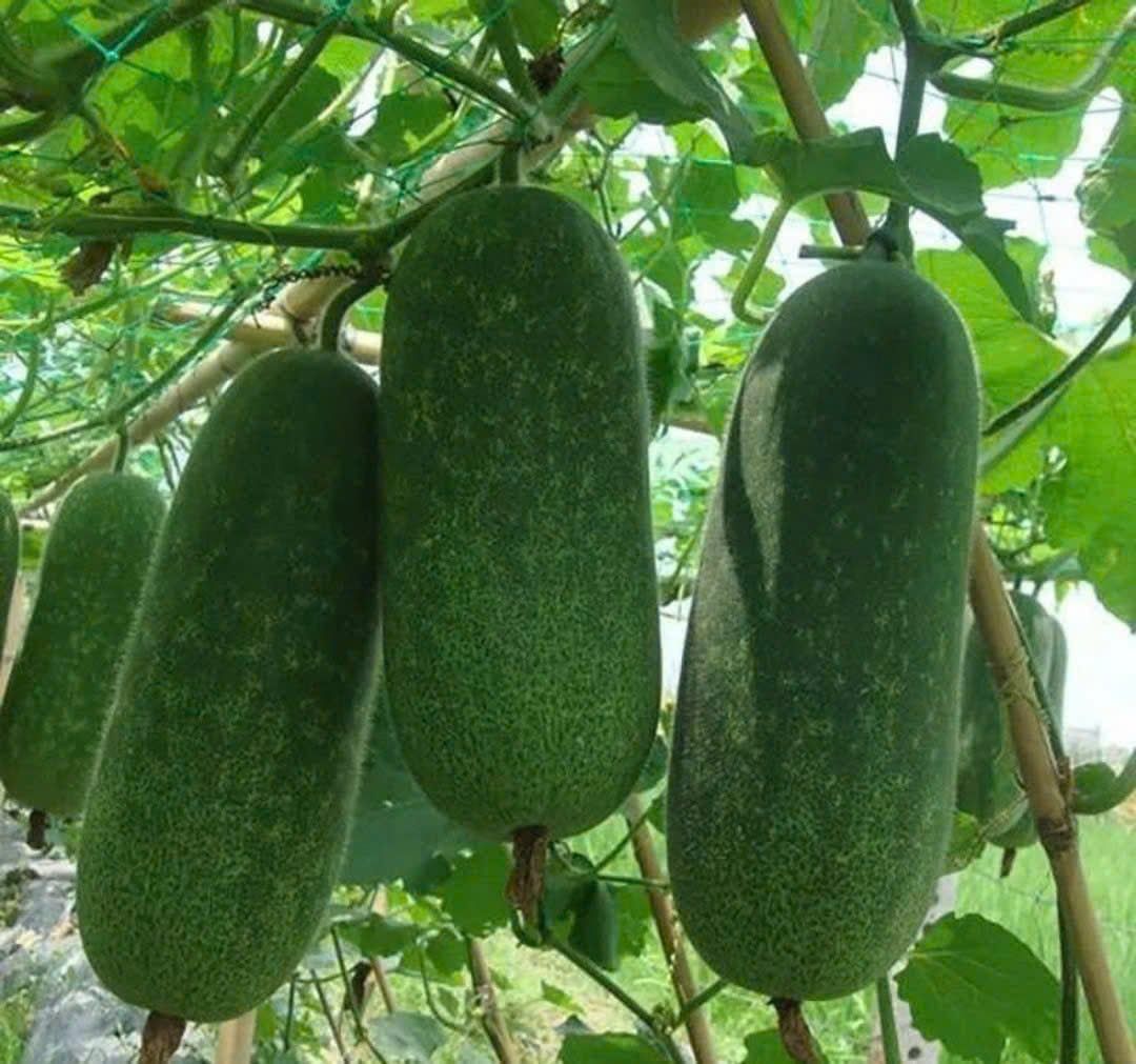 GÓI 10 HẠT GIỐNG BÍ XANH THÁI 3a