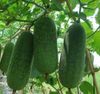 GÓI 10 HẠT GIỐNG BÍ XANH THÁI 3a