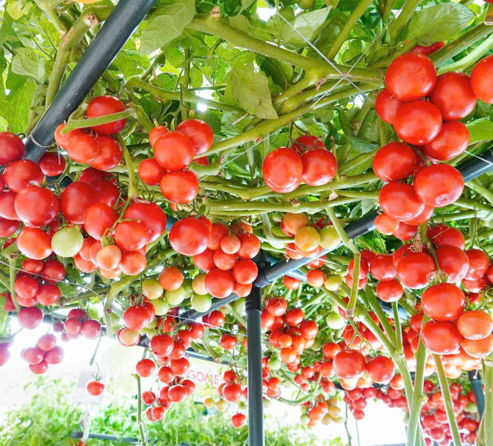 GÓI 5 HẠT GIỐNG CÀ CHUA BẠCH TUỘC F1 ĐÀI LOAN