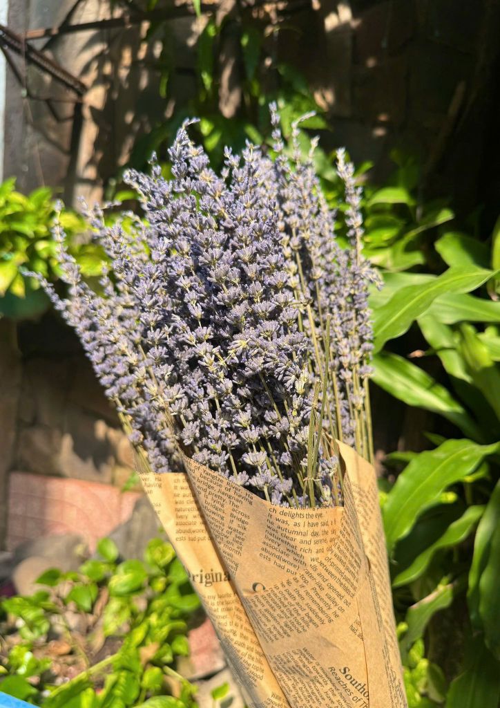 Hoa Lavender khô thơm phòng