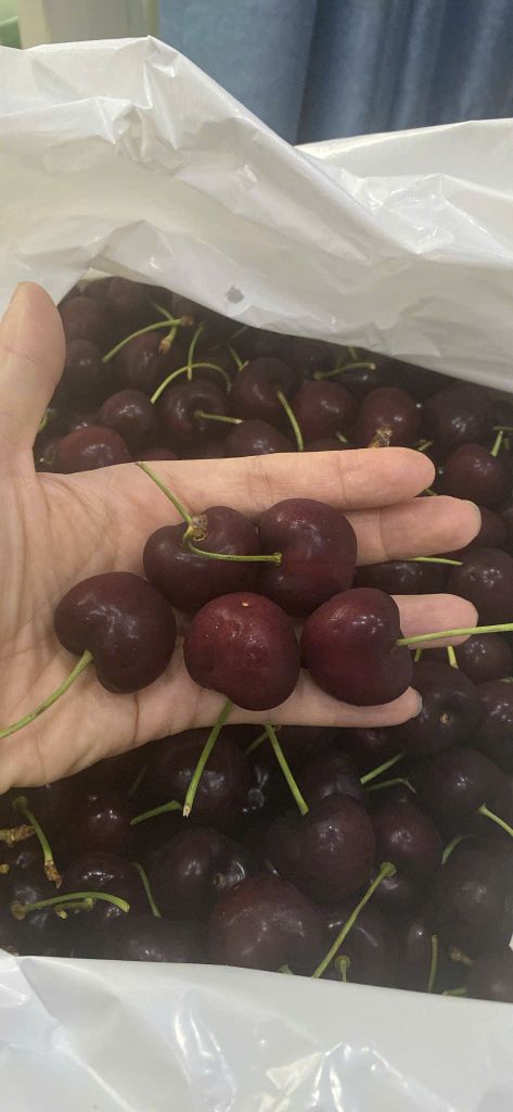 Cherry US tháng 7