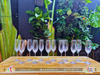 Thuê Set 12 ly rượu Champagne thon - Ly thuỷ tinh