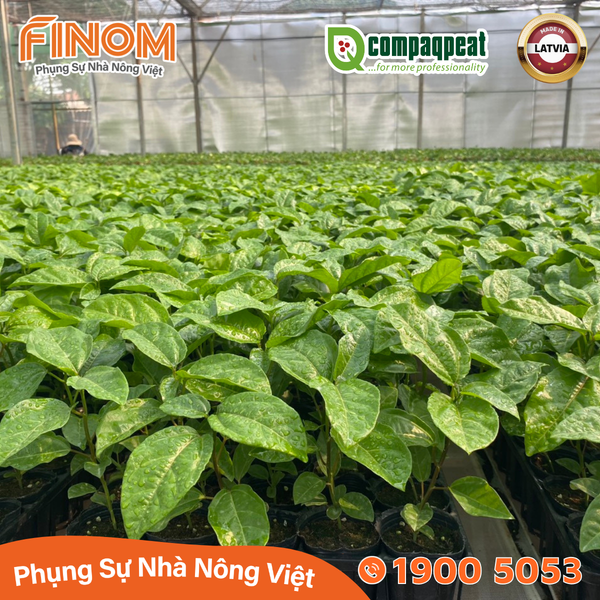 Than bùn Peat moss (bao 250L)