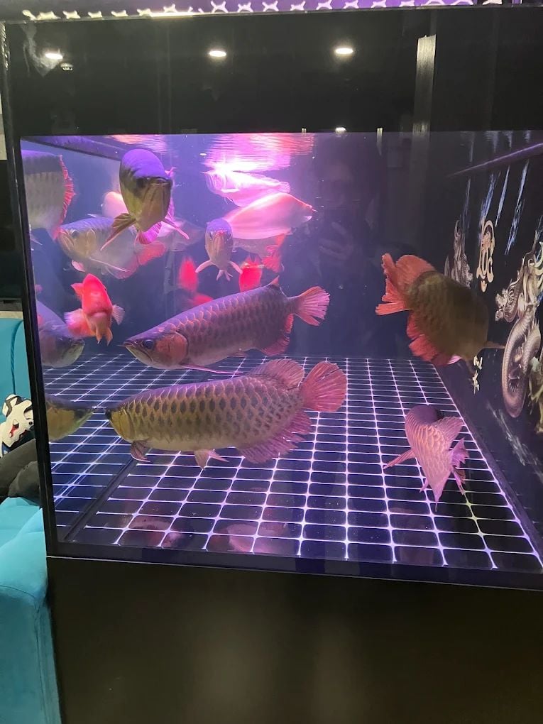 Karaoke Julia 66 KTV - 66 Tản Đà