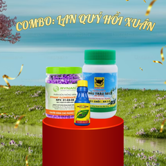 Combo LAN QUÝ HỒI XUÂN (Phục hồi Lan sau mùa hoa)