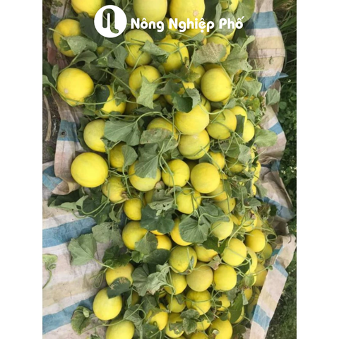 Hạt giống Dưa Lê Lai F1 - Kim Hoàng Hậu - Gói 500 hạt