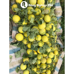 Hạt giống Dưa Lê Lai F1 - Kim Hoàng Hậu - Gói 500 hạt