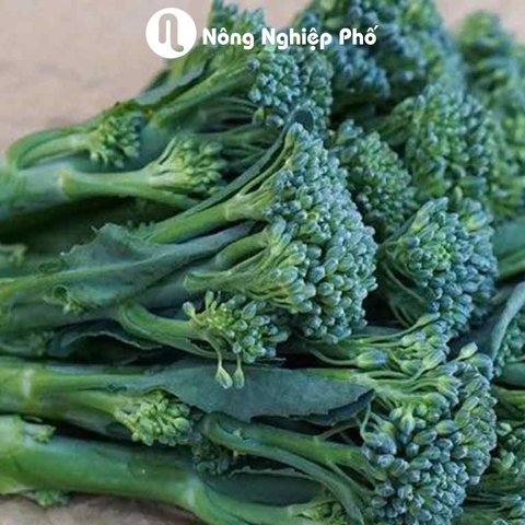 Hạt giống Súp lơ xanh baby 1535 - Gói 0.1 gram