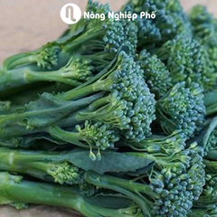 Hạt giống Súp lơ xanh baby 1535 - Gói 0.1 gram