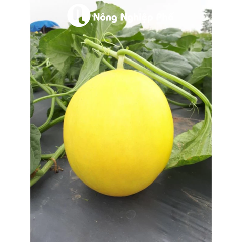 Hạt giống Dưa Lê Lai F1 - Kim Hoàng Hậu - Gói 500 hạt