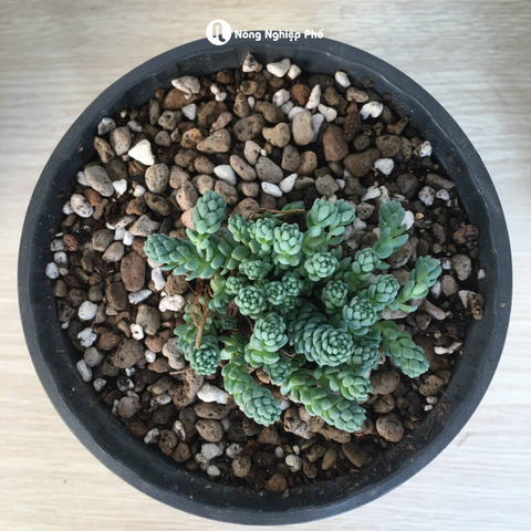 Giá Thể Trộn Sẵn Chuyên Nghiệp Trồng Sen Đá, Xương Rồng - PROMIX - Bao 6kg - Tại CH Hà Nội