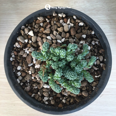 Giá Thể Trộn Sẵn Chuyên Nghiệp Trồng Sen Đá, Xương Rồng - PROMIX - Bao 6kg - Tại CH Hà Nội