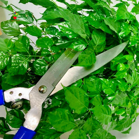 Kéo cắt tỉa hàng rào 250mm/10″ A0066 C-MART