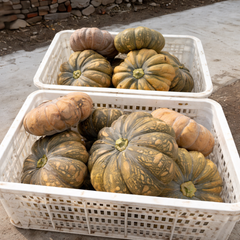 Hạt giống Bí đỏ lai F1 SUPREMA East-West Seed (Hai Mũi Tên Đỏ) - Gói 20 gram