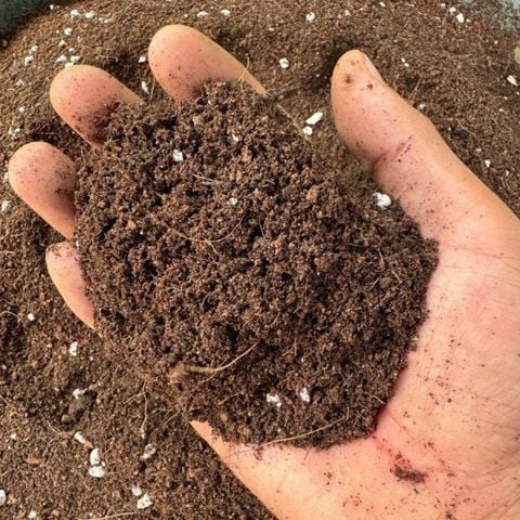 Giá thể ươm hạt giống SFARM (Bao 50dm³) – Cung cấp dinh dưỡng, dùng ươm cây giống & rau mầm