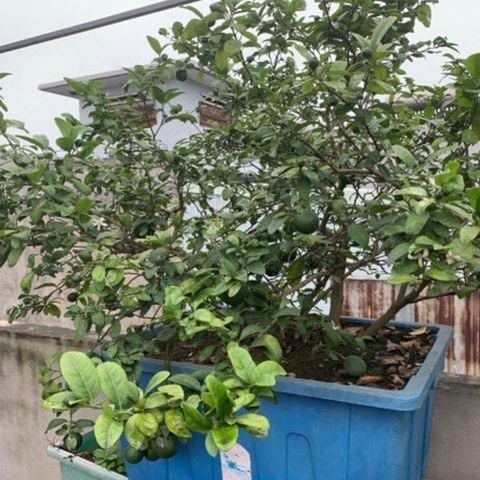 Chậu Aquaponics 70L chuyên trồng rau củ quả, cây ăn trái - Chậu Loại 1