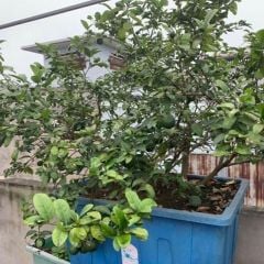 Chậu Aquaponics 70L chuyên trồng rau củ quả, cây ăn trái - Chậu Loại 1