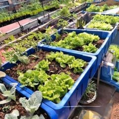 Chậu Aquaponics 70L chuyên trồng rau củ quả, cây ăn trái - Chậu Loại 1