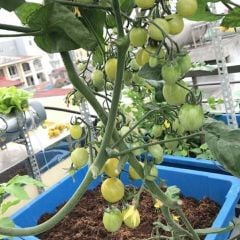 Chậu Aquaponics 70L chuyên trồng rau củ quả, cây ăn trái - Chậu Loại 1