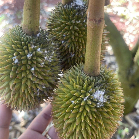 Nấm 3 màu BIO-HK. INS (Chai 1 Lít) - Phòng ngừa nấm, vi khuẩn, tuyến trùng, sâu tơ, vẽ bùa, ruồi, rầy, rệp sáp