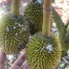 Nấm 3 màu BIO-HK. INS (Chai 1 Lít) - Phòng ngừa nấm, vi khuẩn, tuyến trùng, sâu tơ, vẽ bùa, ruồi, rầy, rệp sáp