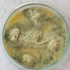 Nấm 3 màu BIO-HK. INS (Chai 1 Lít) - Phòng ngừa nấm, vi khuẩn, tuyến trùng, sâu tơ, vẽ bùa, ruồi, rầy, rệp sáp