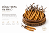 Đông trùng hạ thảo (Tươi)