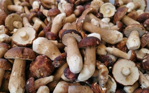  NẤM GAN BÒ MỸ VỊ (Boletus Edulis) -Tươi - LH:0915179900 