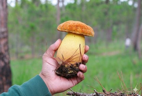  Nấm gan bò vàng ( Boletus Mushroom) - Đông lạnh - LH:0915179900 