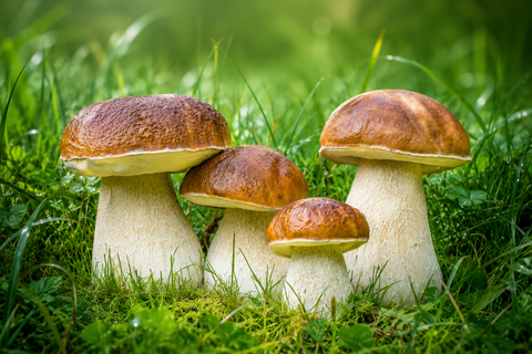  NẤM GAN BÒ MỸ VỊ (Boletus Edulis) -Tươi - LH:0915179900 