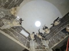 Hộp Yến Quà Tặng, Sang Trọng, Cao Cấp