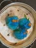 Dimsum Ký - 181 Nguyễn Văn Thoại