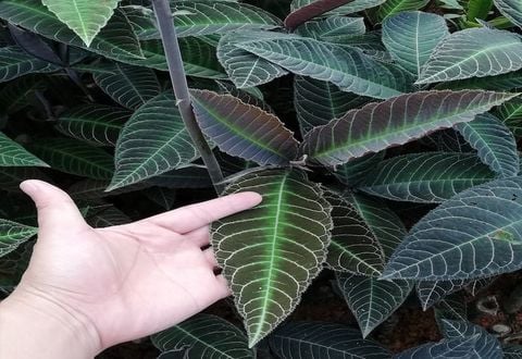 Cây Khôi Nhung và Sự Thật Gây Sốc Về Bệnh Dạ Dày Tại Việt Nam